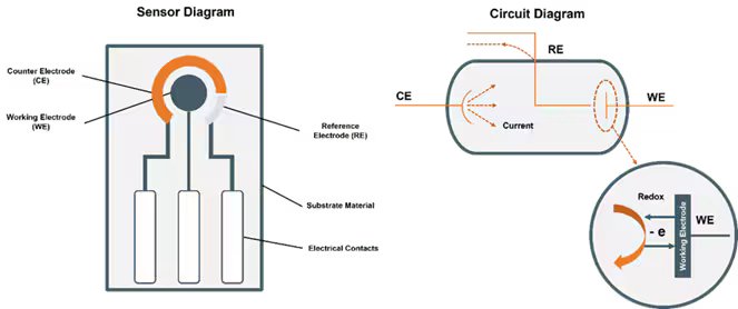 This image displays a detailed diagram of an electrochemical sensor, highlighting its main components such as the working electrode, reference electrode, and counter electrode. The illustration includes arrows and labels explaining the flow of current and the redox process within the sensor.