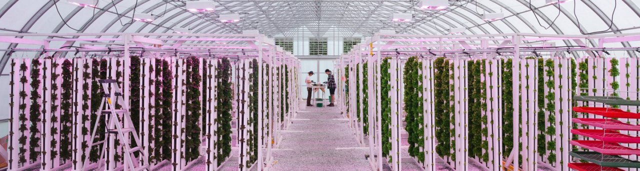 녹색 온실 내부