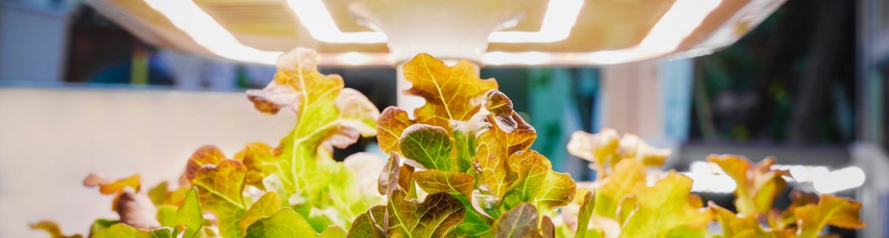 실내 식물 재배를 위한 LED 성장 조명의 이미지