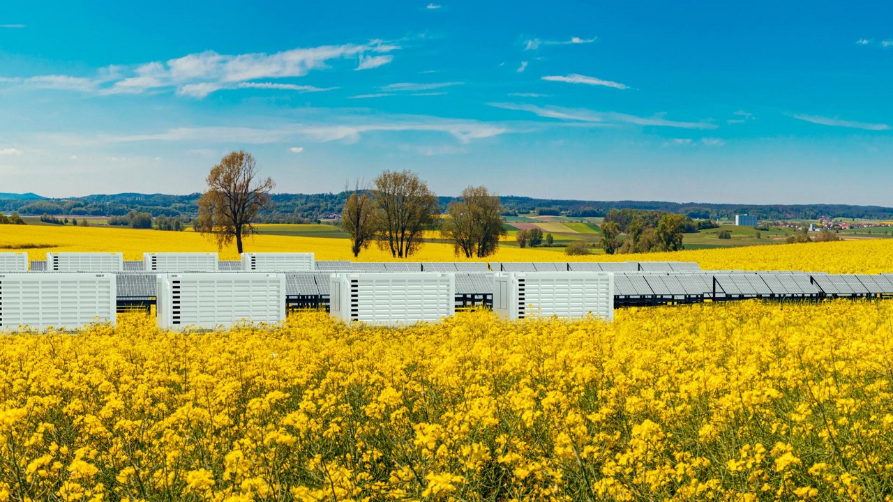 A row of white industrial units and solar panels stretches across a vibrant yellow flower field under a clear blue sky. 