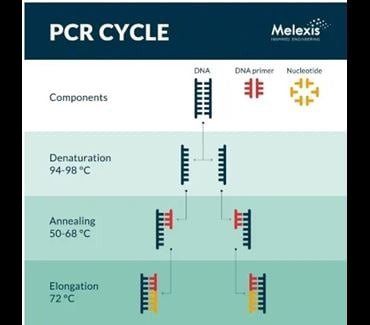 PCR Cycle Diagram with Temperature Stages