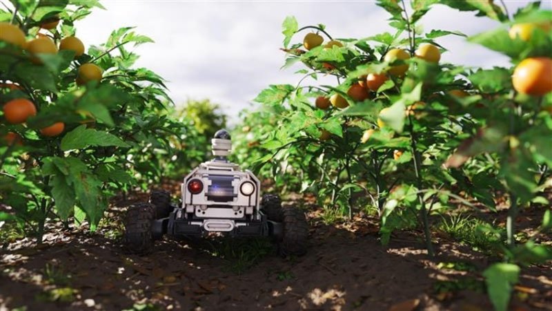 A compact agricultural robot moves through rows of ripe tomato plants in an outdoor farm setting. 