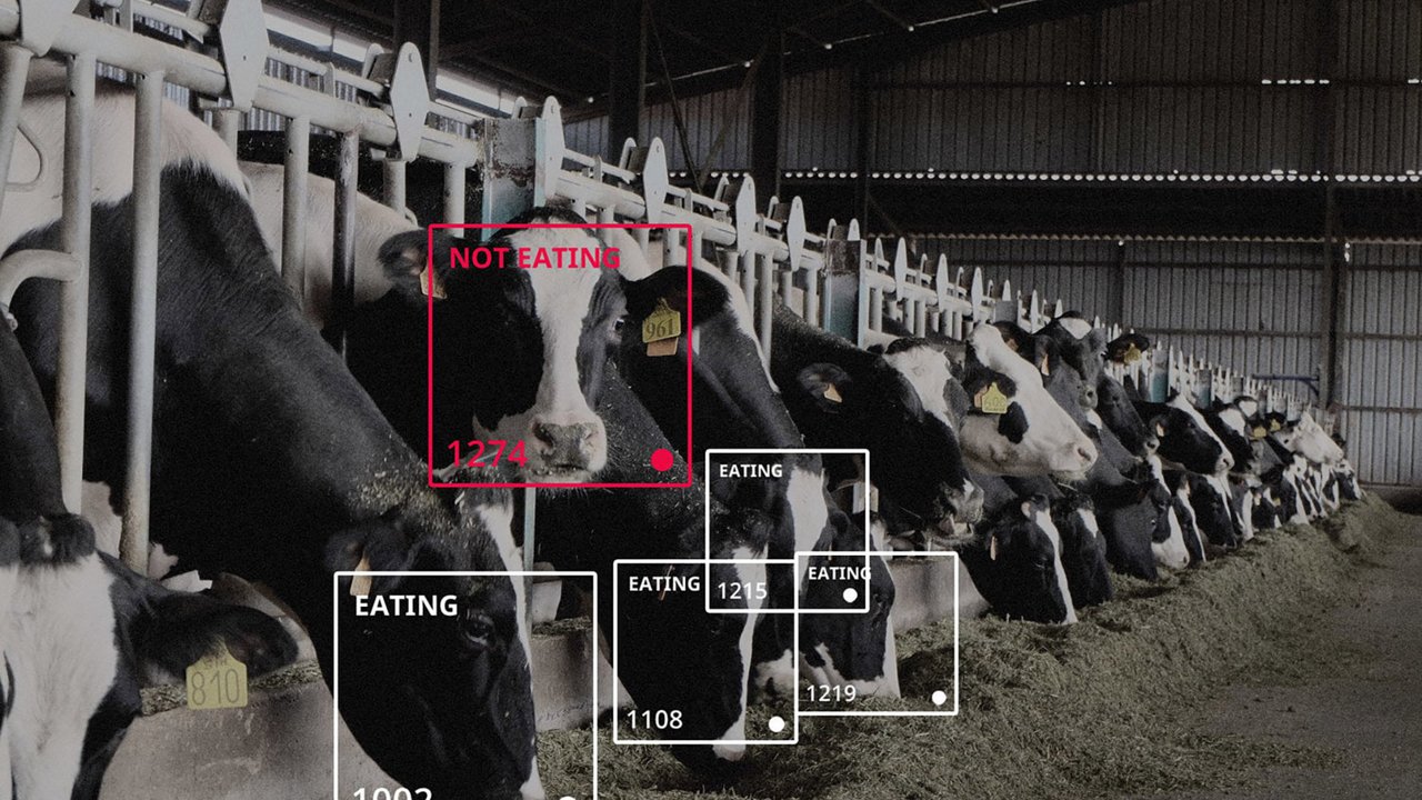 A row of black and white cows is seen inside a barn, standing in feeding stalls. 